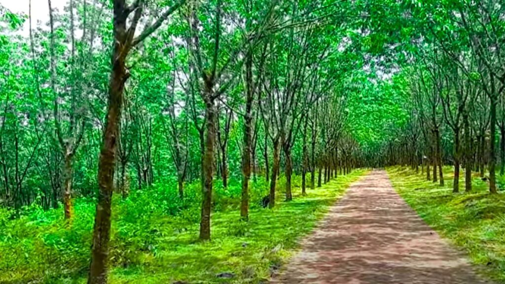 রাবার বাগান